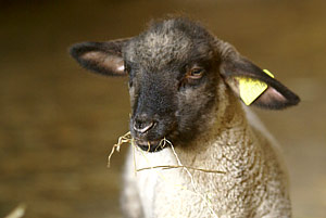 agneau